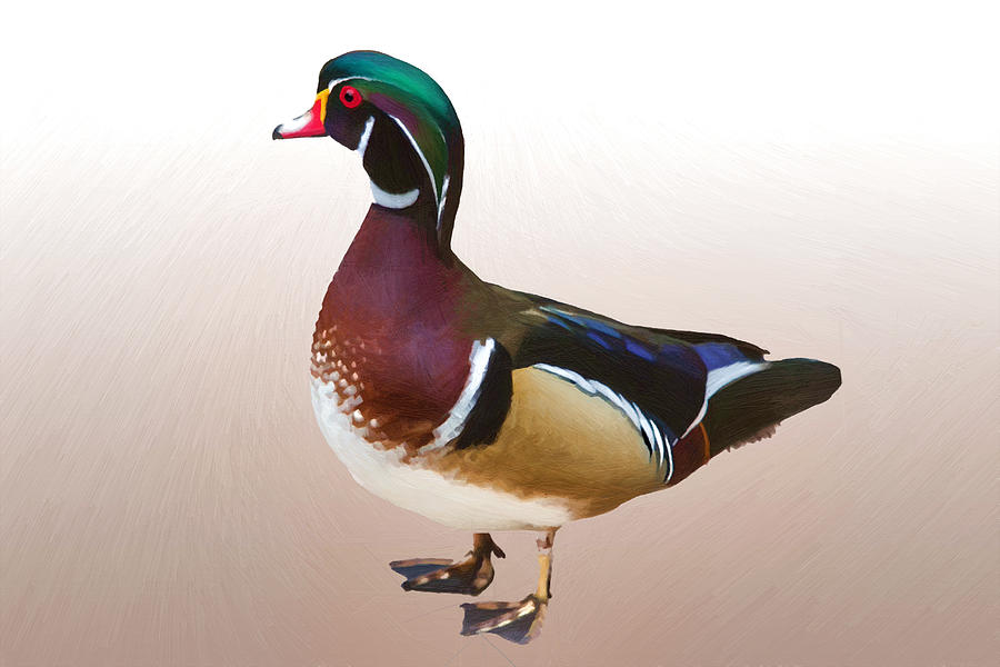 Wood Duck Duck Digital Art by John Haldane