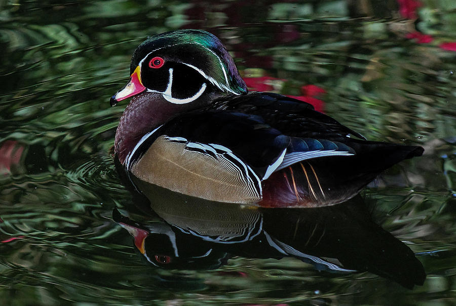 Wood Duck Photograph by Elaine Malott