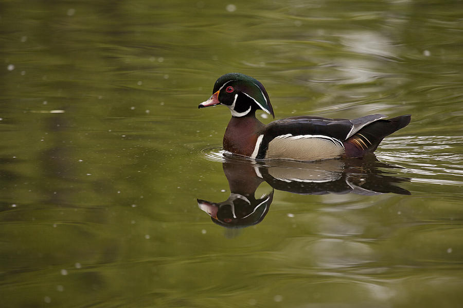 Wood Duck Photograph by Eunice Gibb