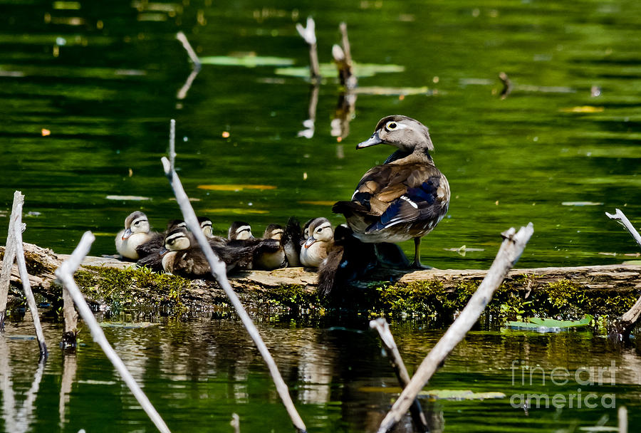 Wood Duck family Photograph by Cheryl Baxter