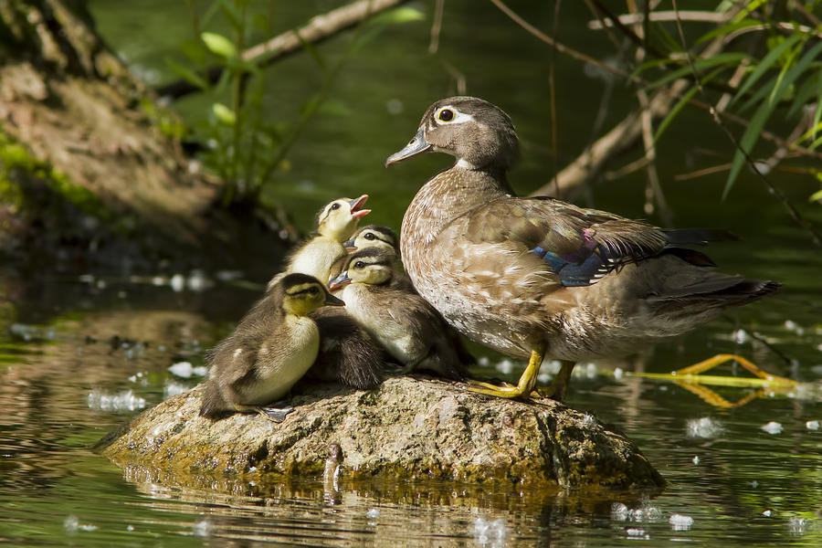 Wood Duck Family Photograph by Mircea Costina Photography