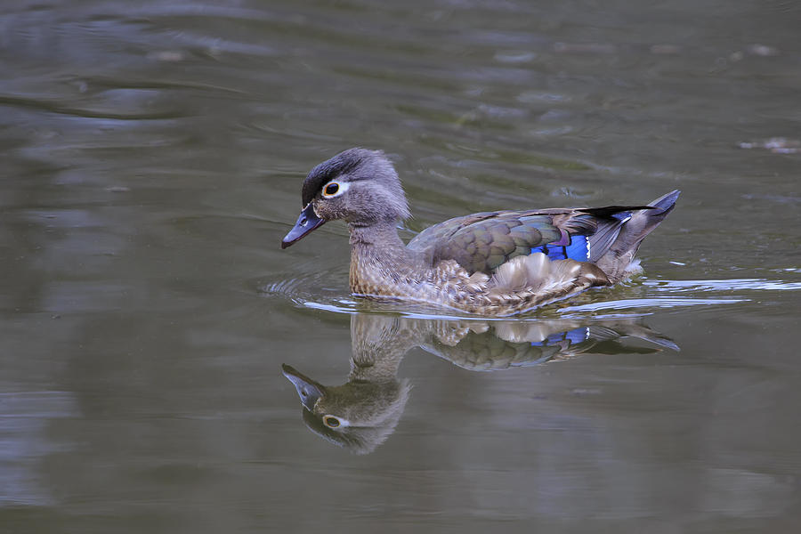 Wood Duck - Female Photograph by Gary Hall