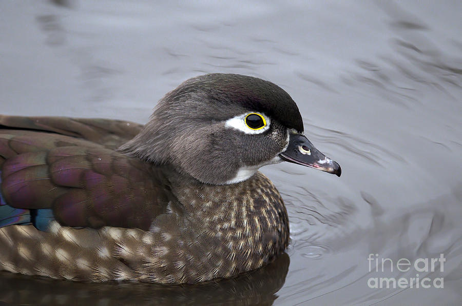 Wood Duck Female Photograph by Sharon Talson