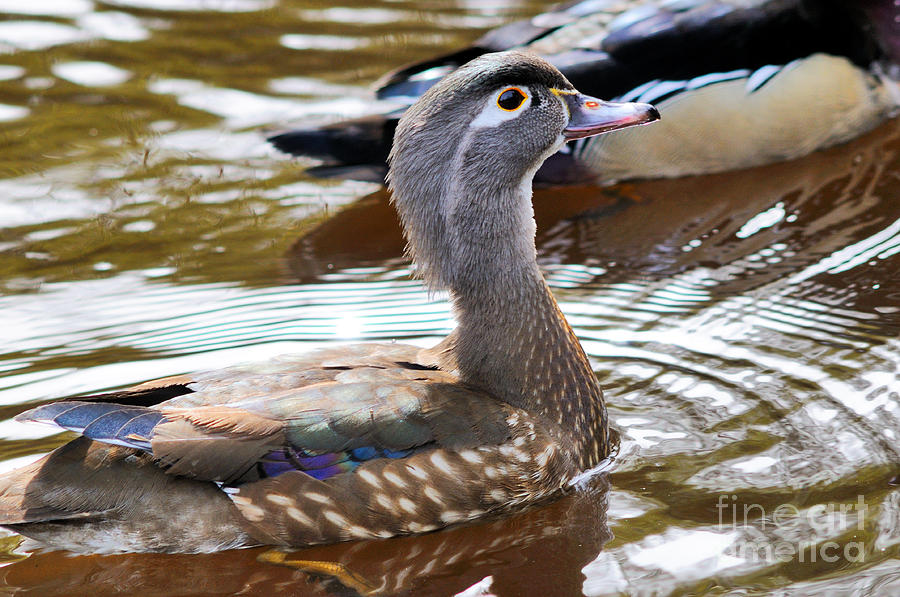 Wood Duck - Female Swimming Photograph by Terry Elniski