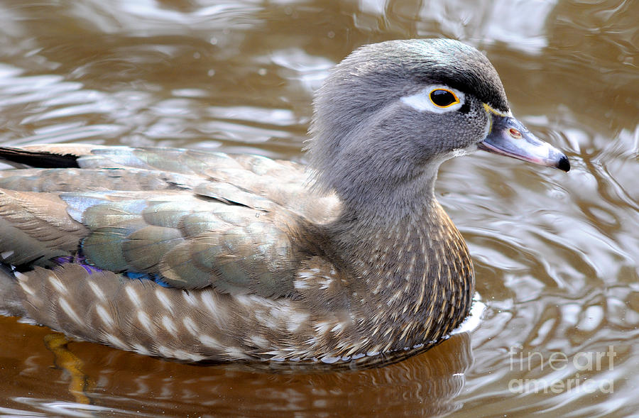 Wood Duck - Female Photograph by Terry Elniski