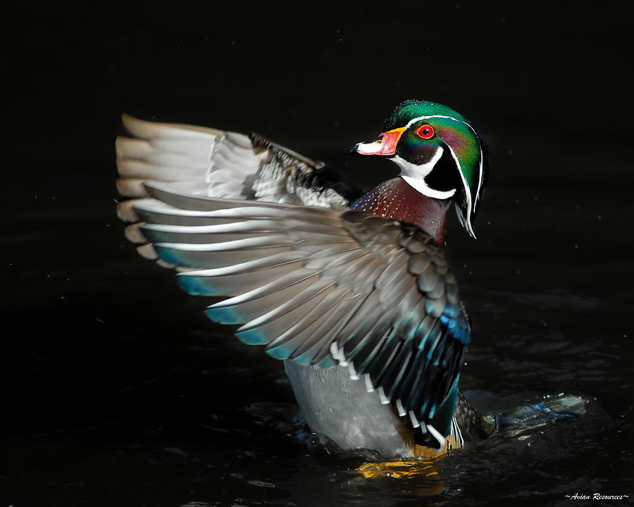 Wood Duck Flapping Photograph by Avian Resources