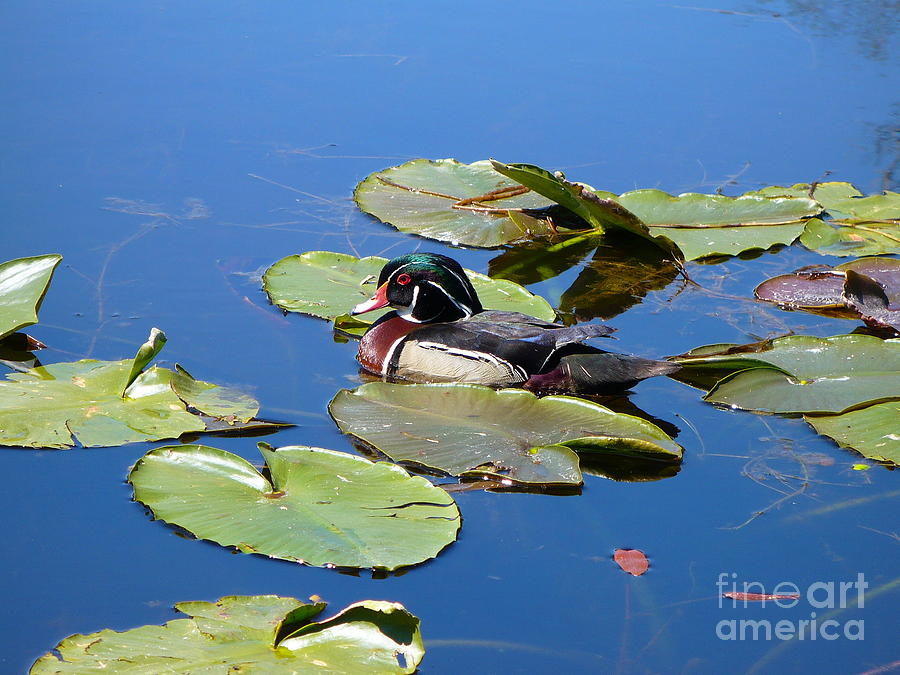 Wood Duck Photograph by Gayle Swigart