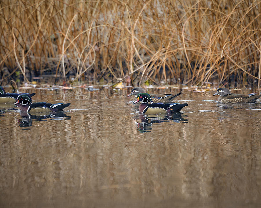 Wood Duck Group Photograph by Jack R Perry