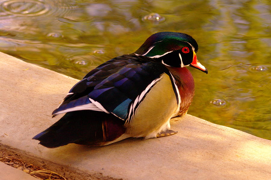 Wood Duck Hanging Out Photograph by Jeff Swan