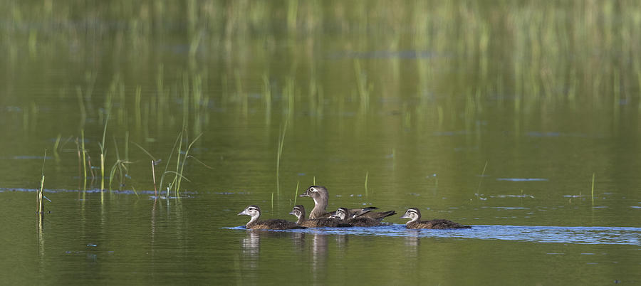Wood Duck, Hen And Ducklings Photograph by Linda Arndt