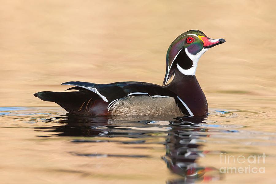 Wood Duck I Photograph by Clarence Holmes