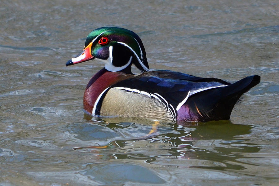 Wood Duck-I See You Photograph by Ann Bridges