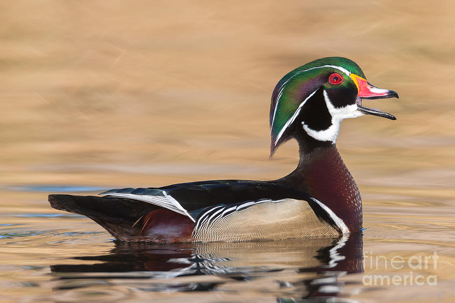 Wood Duck II Photograph by Clarence Holmes