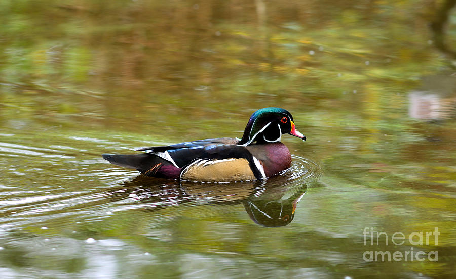 Wood Duck In Autumn Photograph by Terry Elniski
