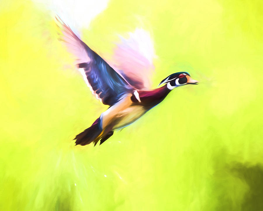 Wood Duck In Flight Art Mixed Media by Priya Ghose