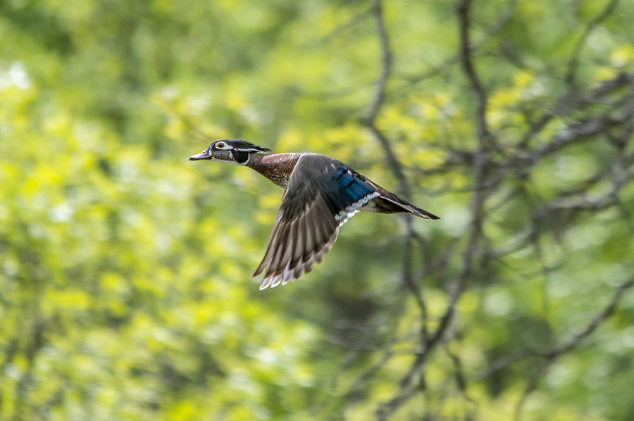 Duck Photograph - Wood Duck in Flight by Loree Johnson
