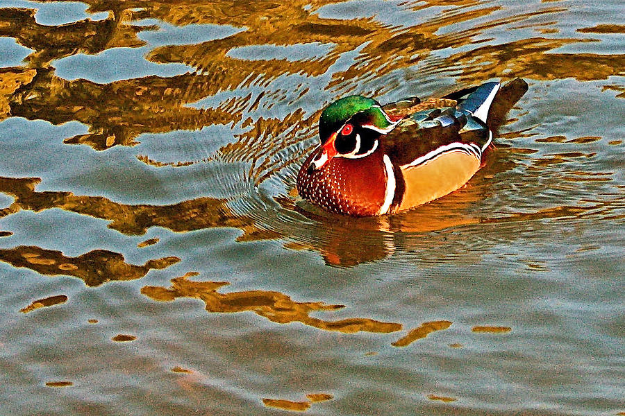 Wood Duck in Montclair Park in Oakland-California Photograph by Ruth Hager