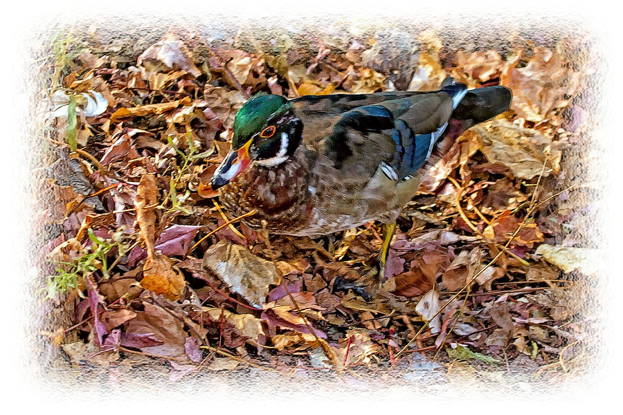 Wood Duck In The Woods Photograph by Constantine Gregory