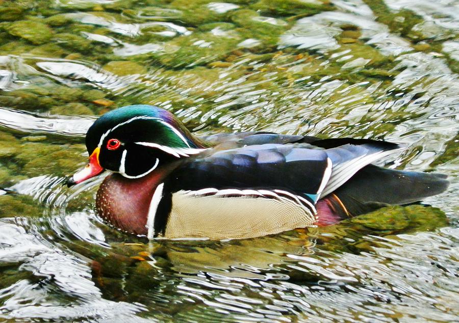 Wood Duck in Water Photograph by VLee Watson