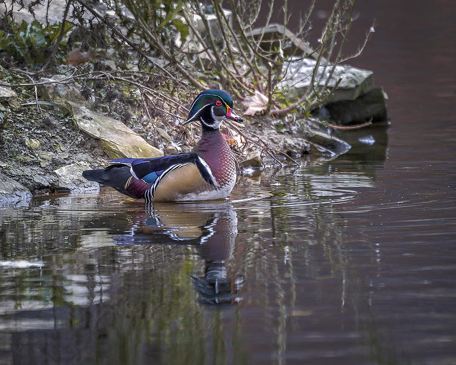 Wood Duck Photograph by Jack R Perry