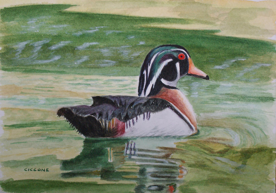 Wood Duck Painting by Jill Ciccone Pike