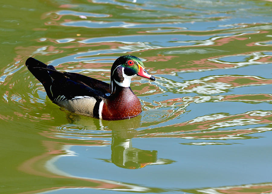 Nature Photograph - Wood Duck by Kathy King