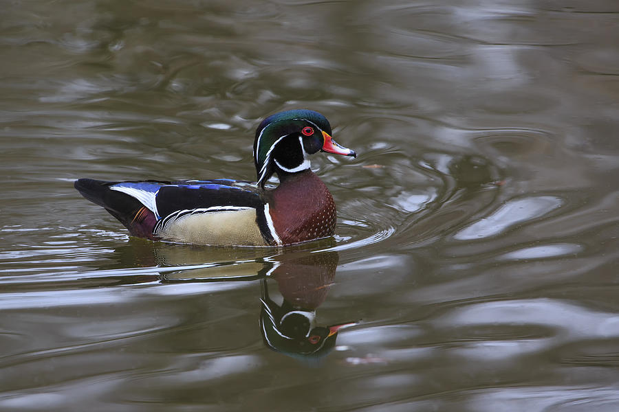 Wood Duck - Male Photograph by Gary Hall