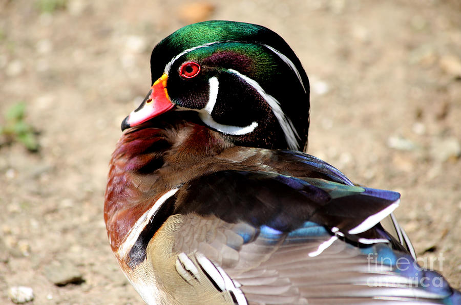 Wood Duck Photograph by Marty Fancy