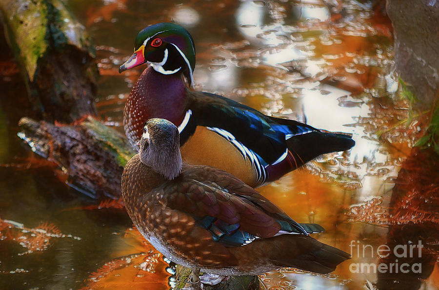 Wood Duck Mates Photograph by Peggy Franz