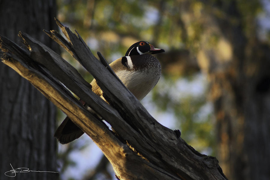 Animal Photograph - Wood Duck Morning by Jim Bunstock