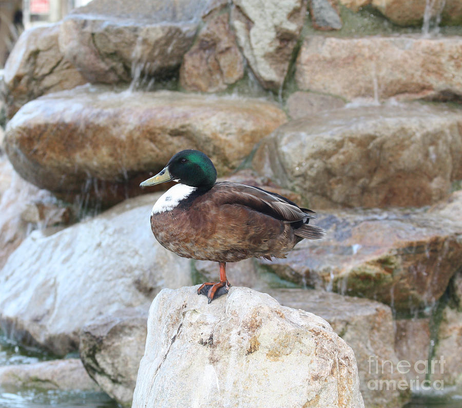 Wood Duck on Fountain Photograph by John Telfer