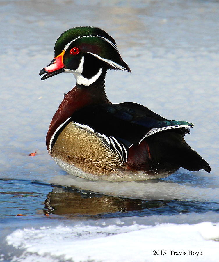 Wildlife Photograph - Wood Duck on Ice by Travis Boyd