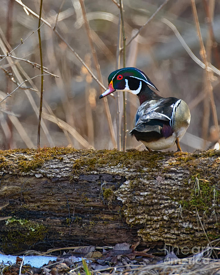 Wood Duck on Log Photograph by Timothy Flanigan Fine Art America