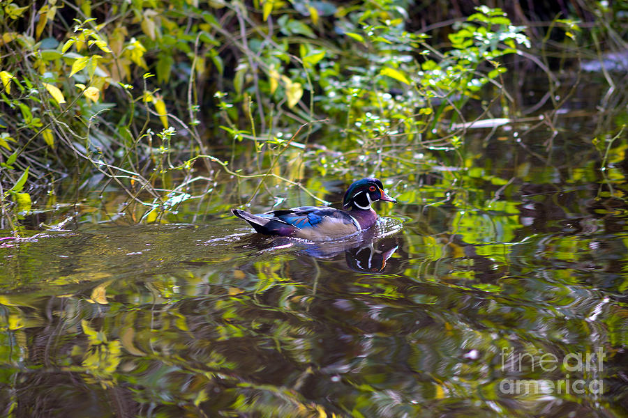 Wood Duck On Lost Lagoon Photograph by Terry Elniski