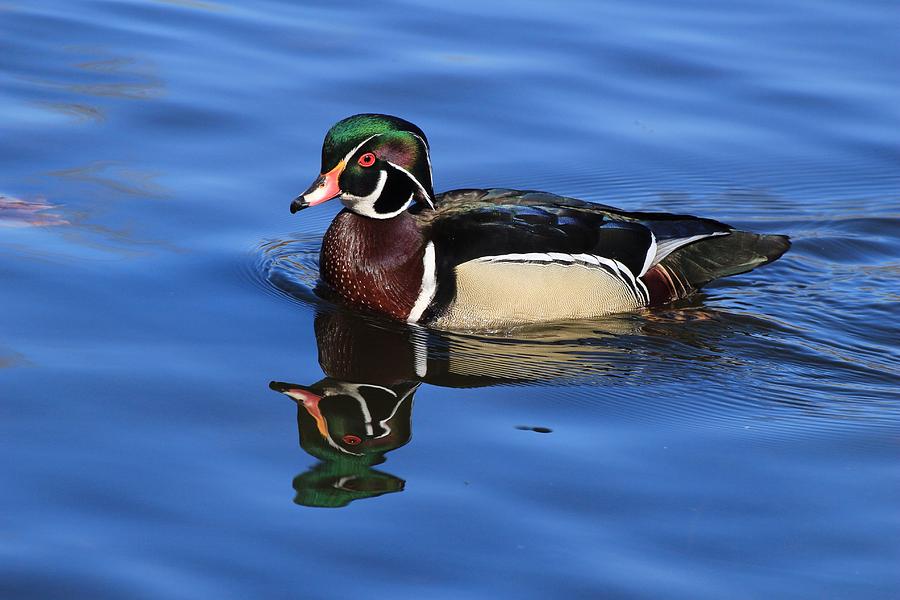 Wood duck on the pond Photograph by Lynn Hopwood
