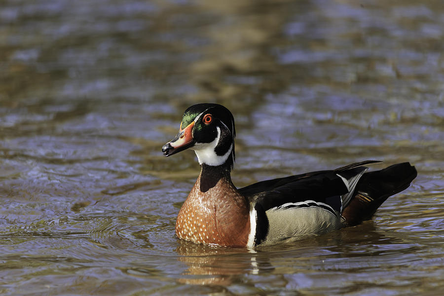 Wood Duck on the water Photograph by Josef Pittner