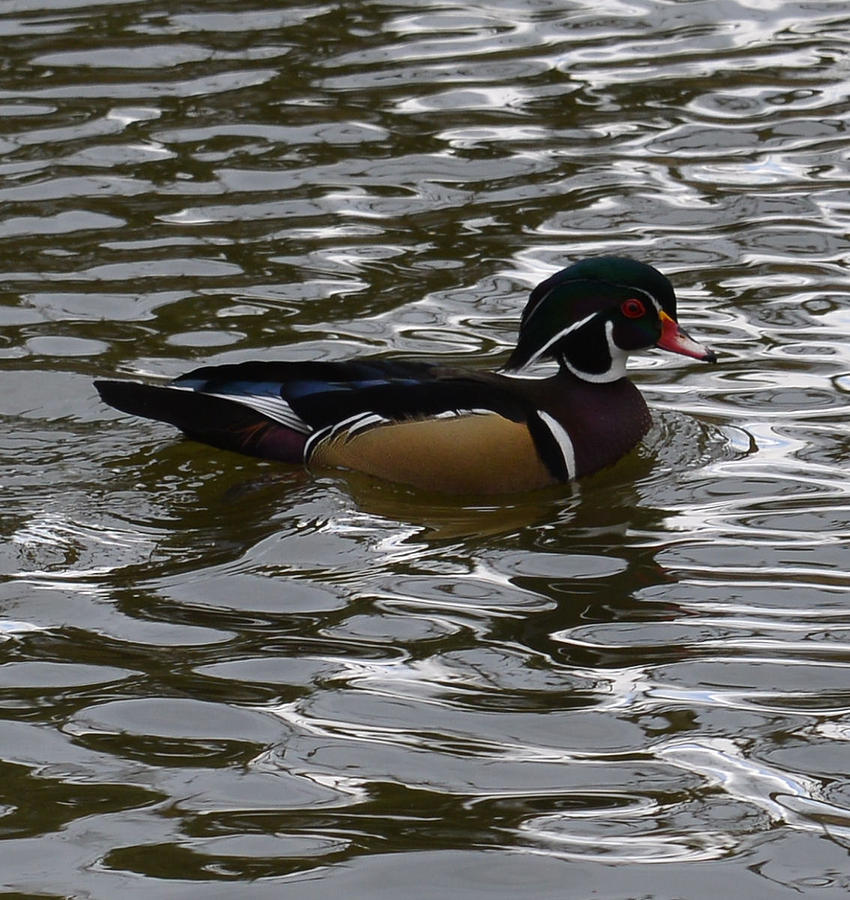 Duck Photograph - Wood Duck on Water by Lawrence Christopher