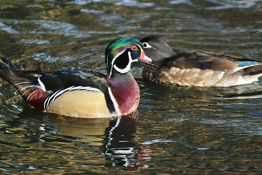 Wood Duck Pair Photograph by Abram House