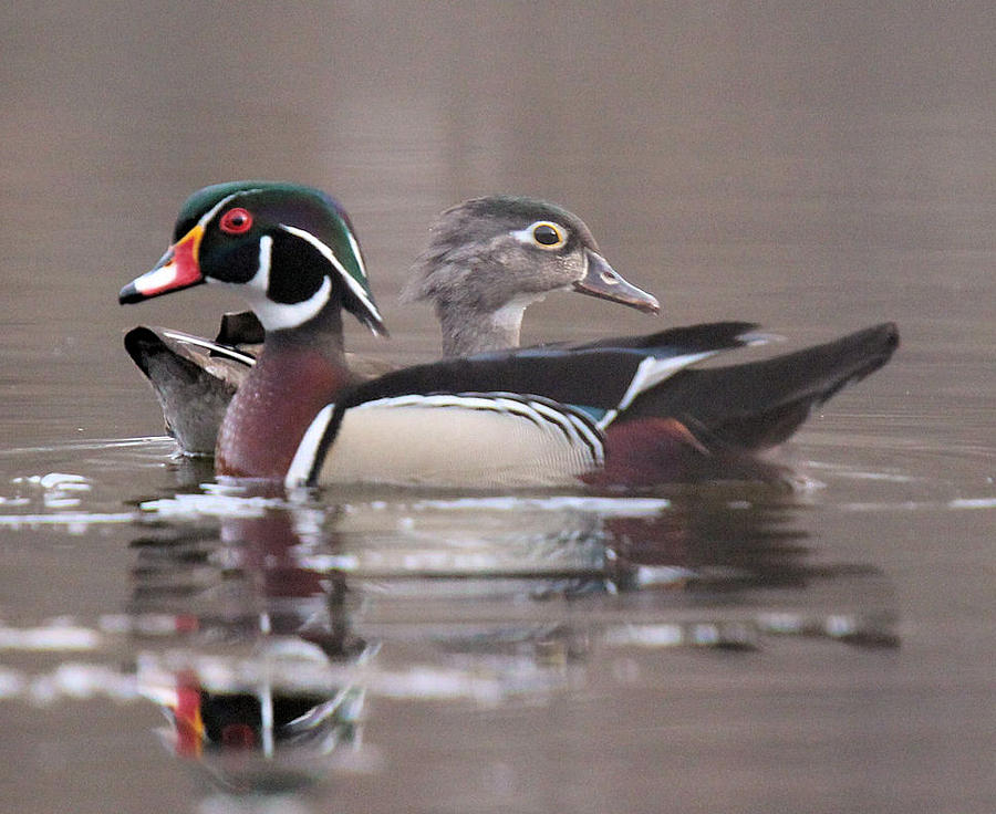 Wood Duck Pair Confused Photograph by John Dart
