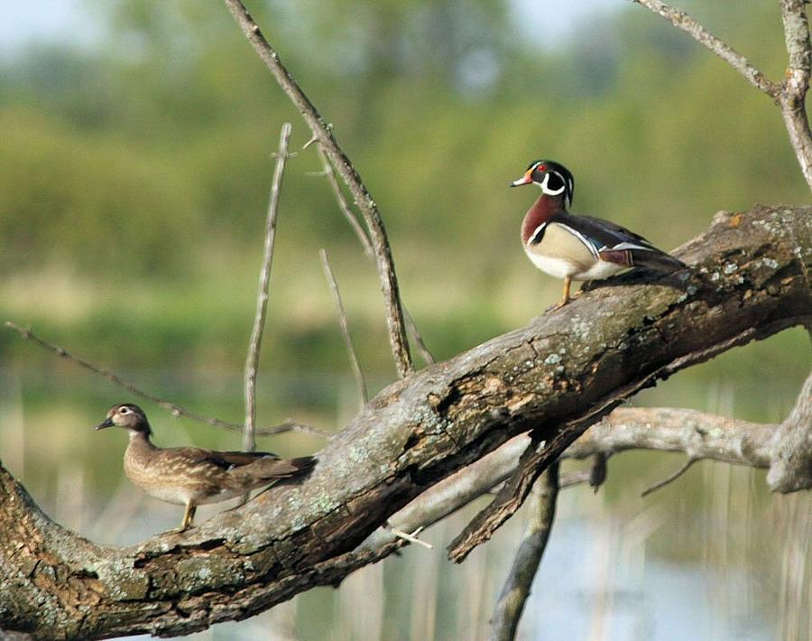 Wood Duck Pair in Tree Photograph by John Dart