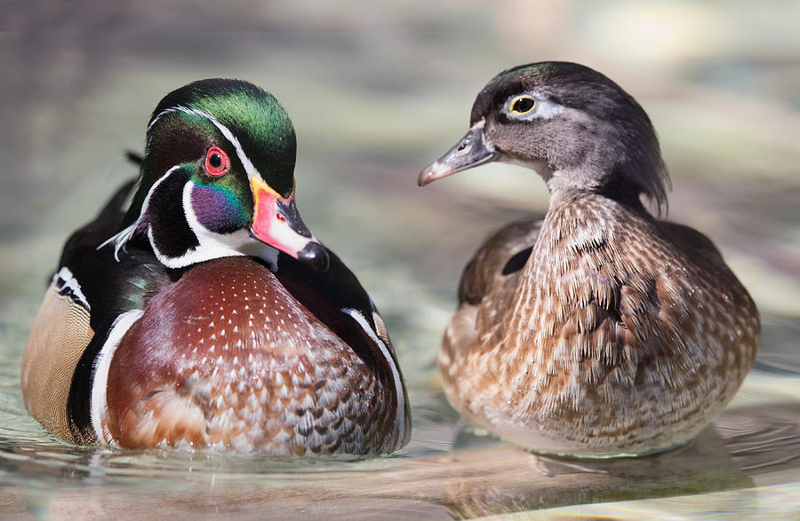Wood duck pair Photograph by Jack Nevitt