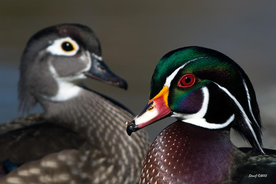 Wood Duck Pair Photograph by Stephen Johnson