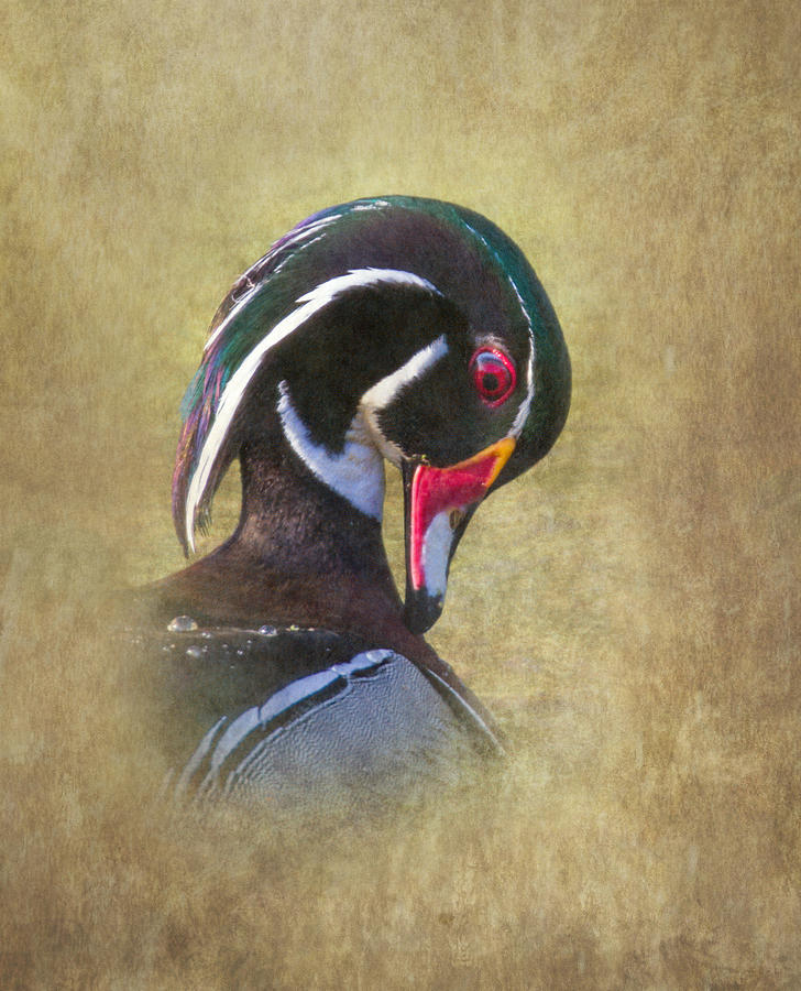 Wood Duck Portrait Photograph by Angie Vogel