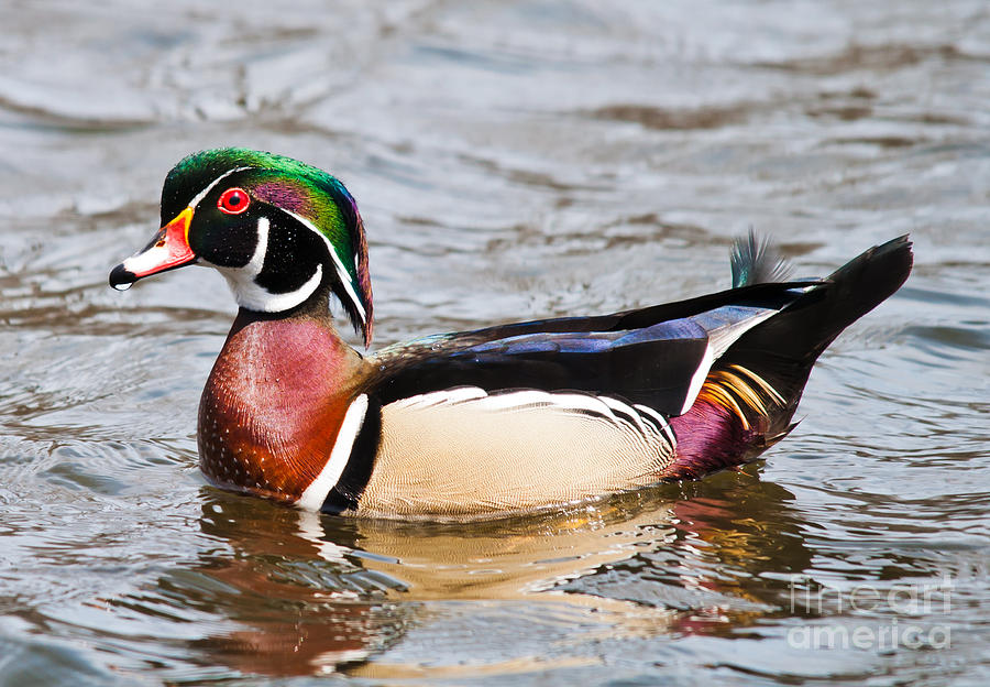 Wood Duck Profile Photograph by Cheryl Baxter