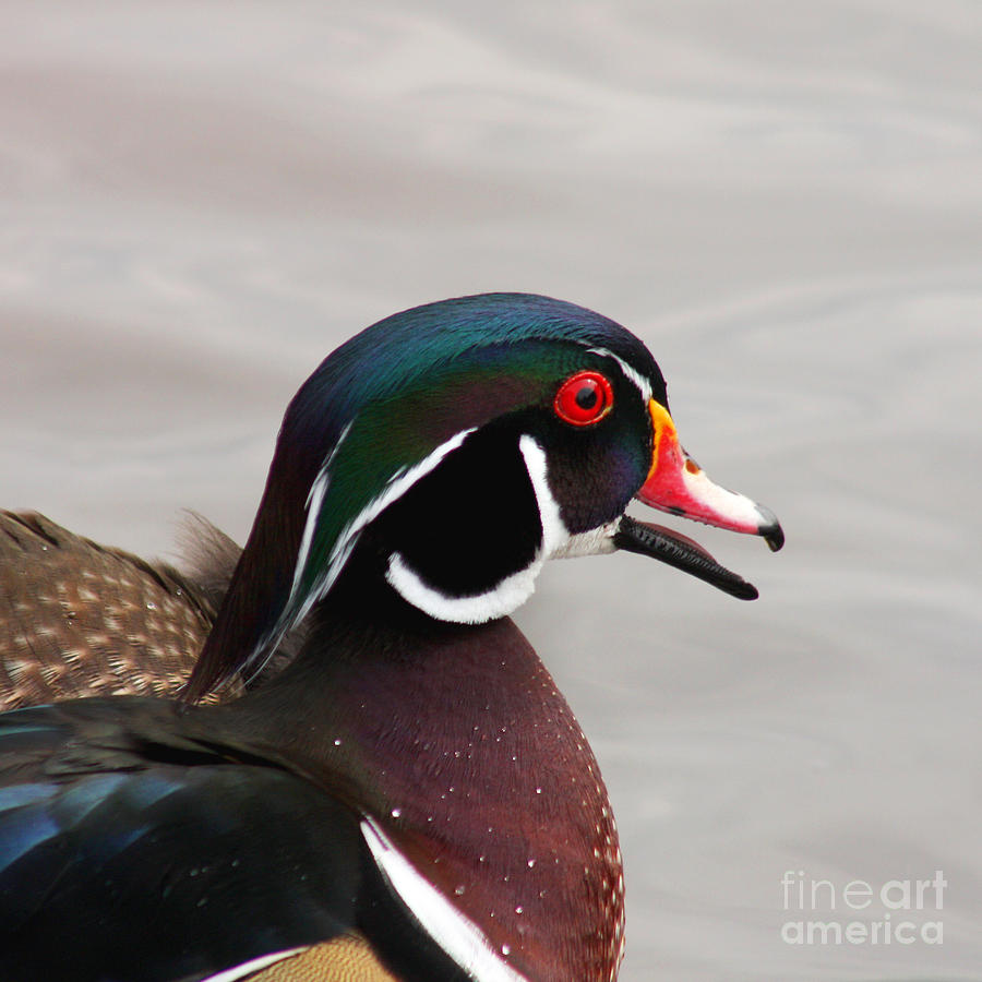 Wood Duck Quack Photograph by Bob and Jan Shriner Fine Art America