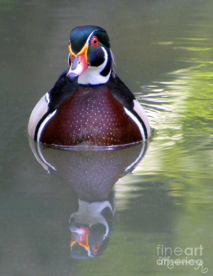 Wood Duck Reflecting Photograph by Mariarosa Rockefeller