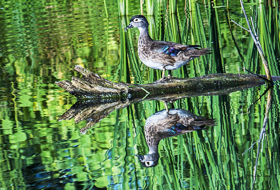 Wood Duck Reflection Photograph by Ed Peterson