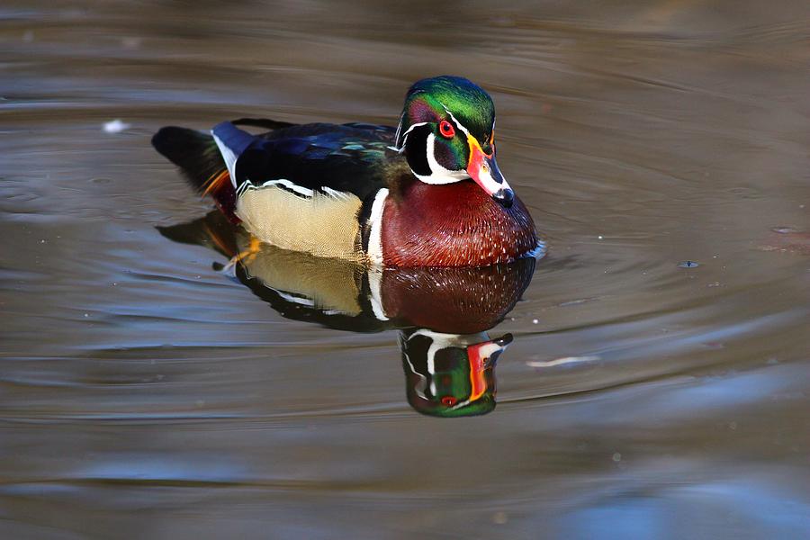 Wood duck reflection Photograph by Lynn Hopwood