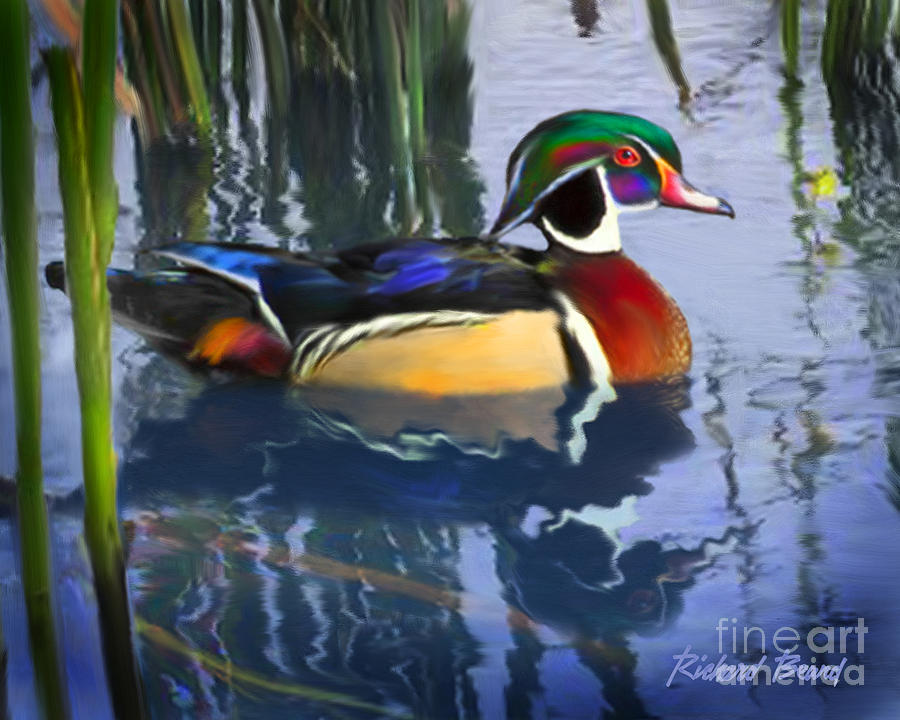 Wood Duck Digital Art by Richard Beard | Fine Art America