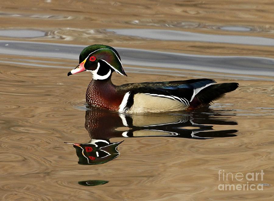 Wood Duck  Photograph by Roxie Crouch